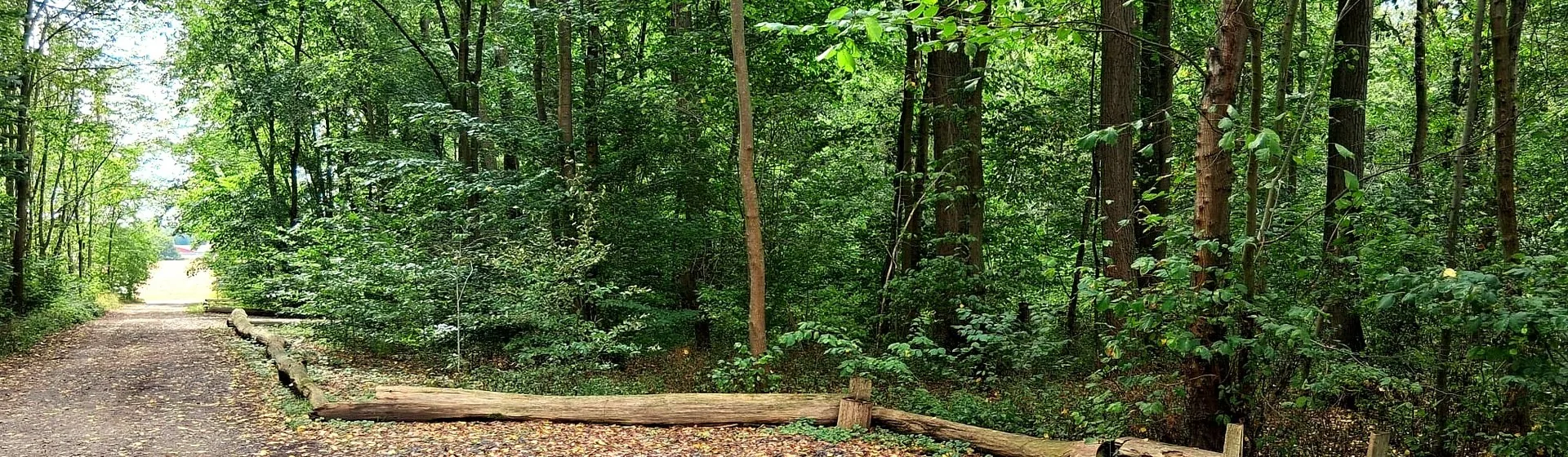 Waldweg im Waldfriedhof Waldurne, Trockenerfurth – Vorsorge für die Baumbestattung in Nordhessen