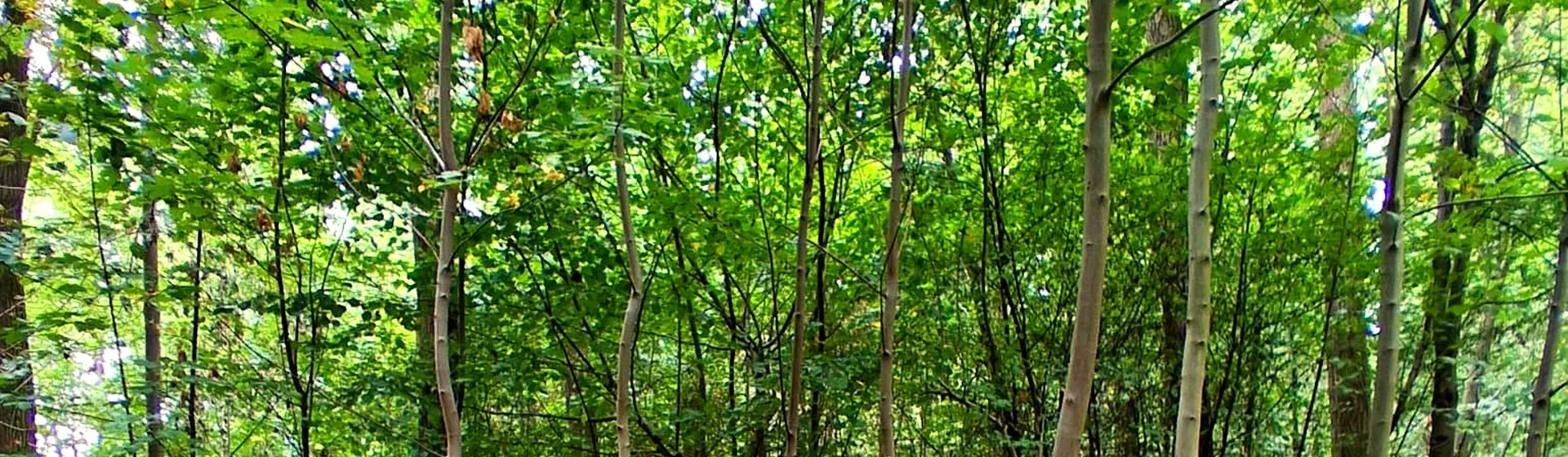Waldweg im Waldfriedhof Waldurne, Trockenerfurth bei Borken – Häufige Fragen zur Baumbestattung