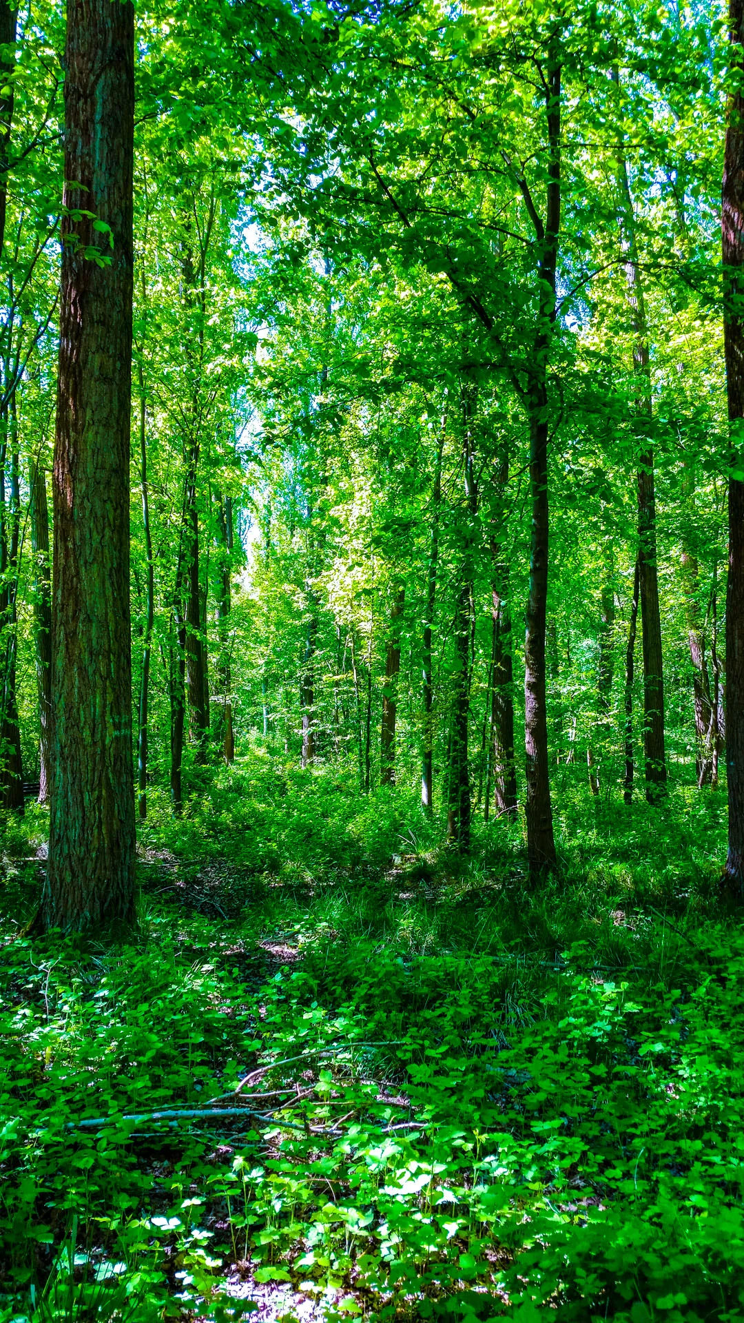 Grabstelle im Sommer im Waldfriedhof Waldurne – Baumbestattung Nordhessen