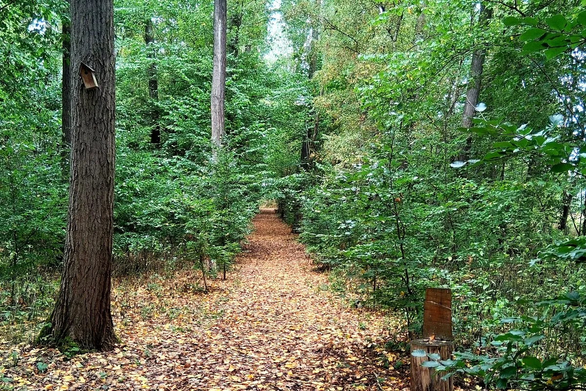 Herbstweg im Waldfriedhof Waldurne, Trockenerfurth bei Borken, Hessen